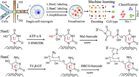 Scheme-1021-1 Scheme-1021-1